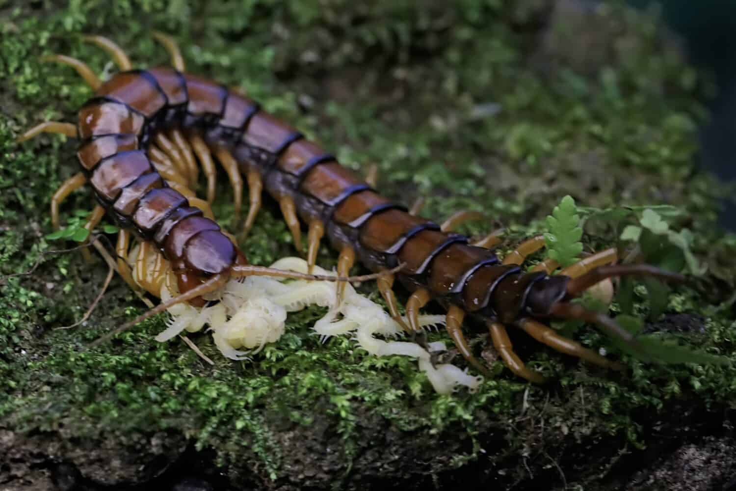Un millepiedi si prende cura dei suoi cuccioli bianchi.  Questo animale a più zampe ha il nome scientifico Scolopendra morsitans.