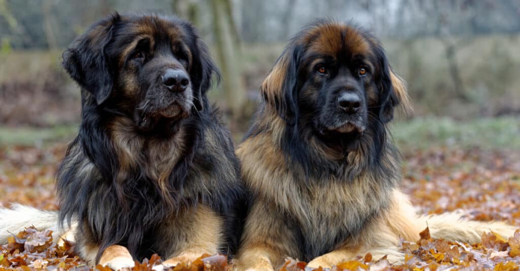 due Leonberger sdraiati sulle foglie