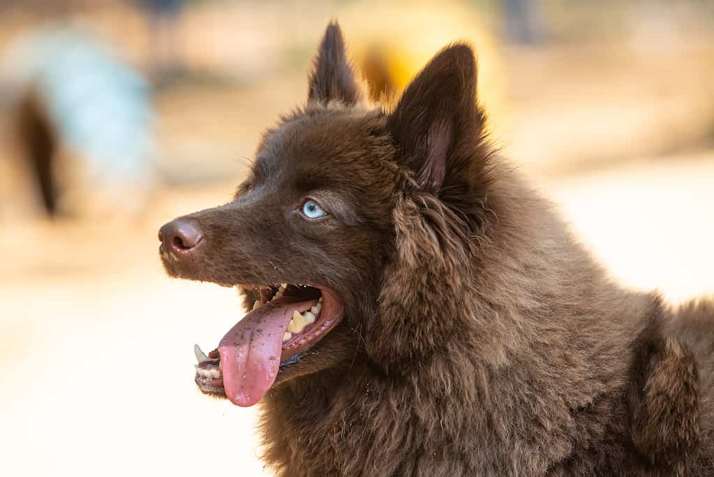 Ritratto di un Pomsky marrone con gli occhi azzurri che gioca all'aperto
