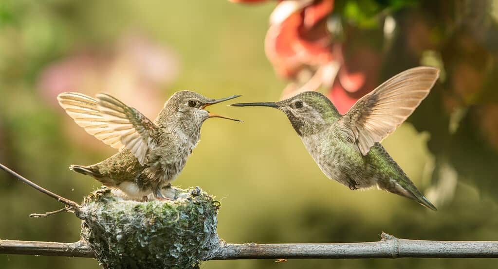 Un cucciolo di colibrì che apre la bocca per ricevere il cibo dalla madre