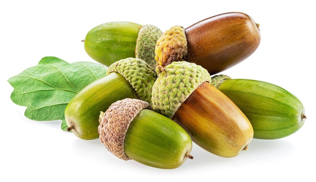 Ghiande di quercia con foglie di quercia isolate su sfondo bianco.