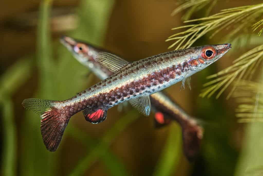Ritratto di pesce matita (Nannostomus eques) in acquario