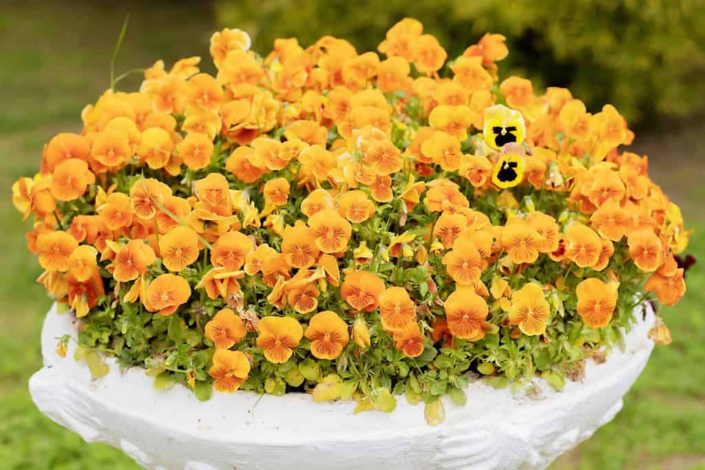 6 fiori molto colorati che sbocciano in autunno in Texas