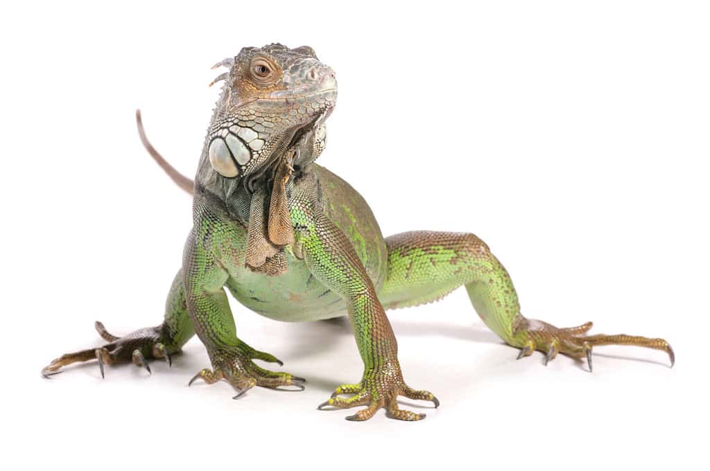 Iguana verde in uno studio isolato su sfondo bianco