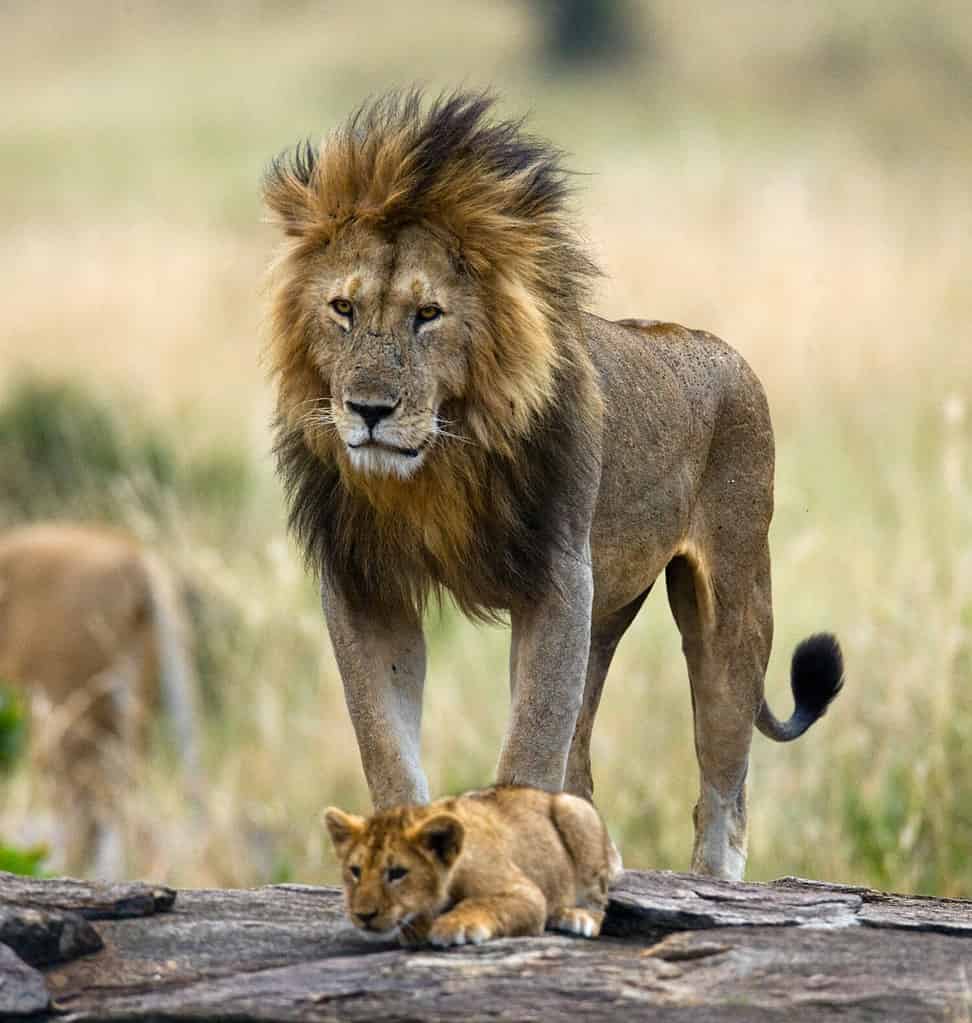 Grande leone maschio con cucciolo. Parco Nazionale. Kenia. Tanzania. Masai Mara. Serengeti. Un'eccellente illustrazione.