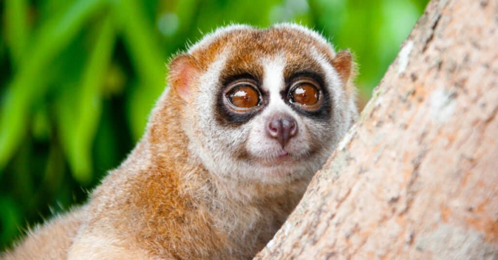 lento Loris