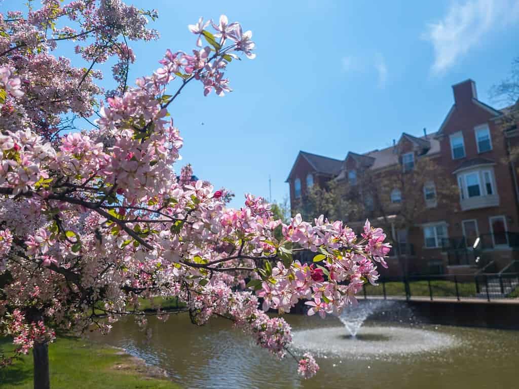 Alberi di ciliegio rosa in fiore di fronte a una fontana e case a schiera nel centro di Southfield, Michigan, in una giornata limpida in primavera.