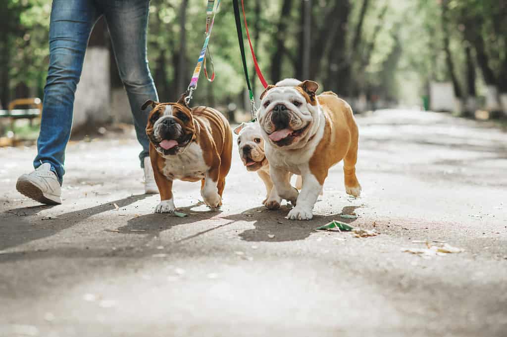 Tre bulldog inglesi al guinzaglio