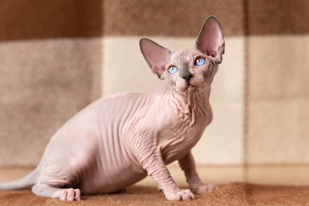 Visone blu e gatto Sphynx di colore bianco di quattro mesi con gli occhi azzurri seduto su una coperta di lana marrone e beige e distogliendo lo sguardo con attenzione. Il bellissimo gatto maschio senza pelo è un animale domestico di razza rara. Tiro in casa.