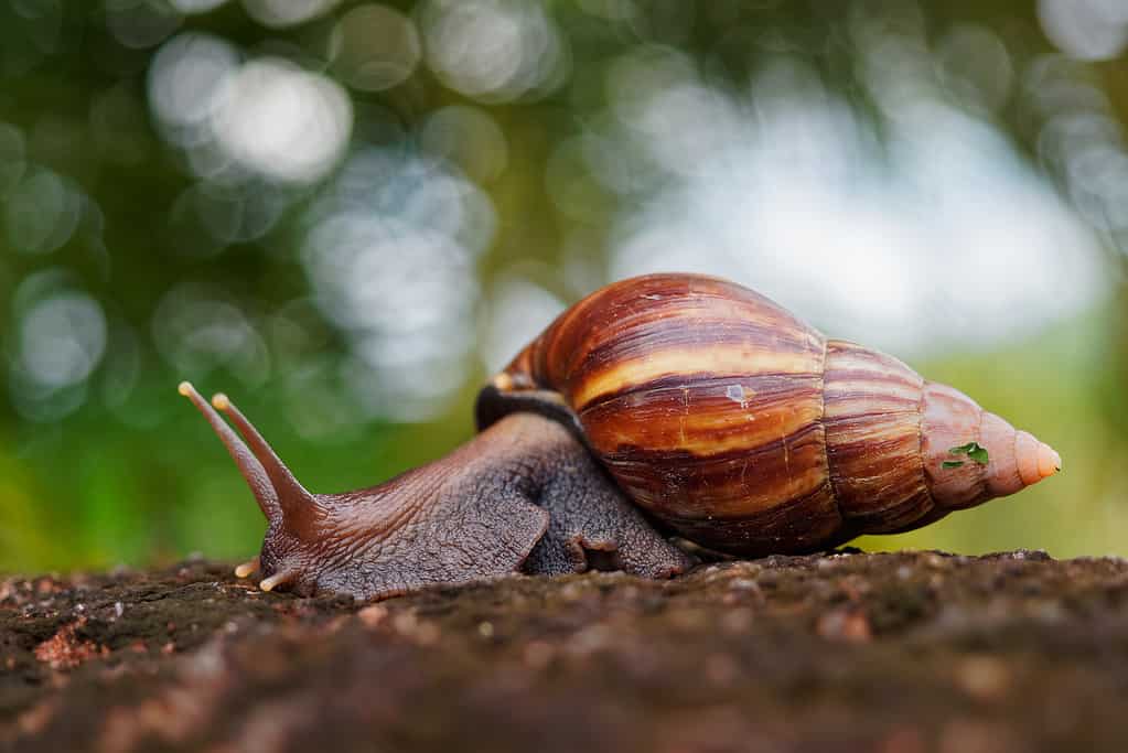 Lumaca di terra africana gigante - Achatina fulica grande lumaca di terra in Achatinidae, simile ad Achatina achatina e Archachatina marginata, problemi di parassiti, specie invasive di lumaca