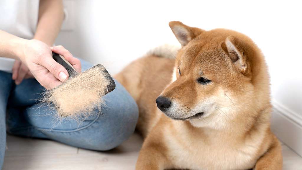 Il cane Shiba Inu ha appena spazzolato