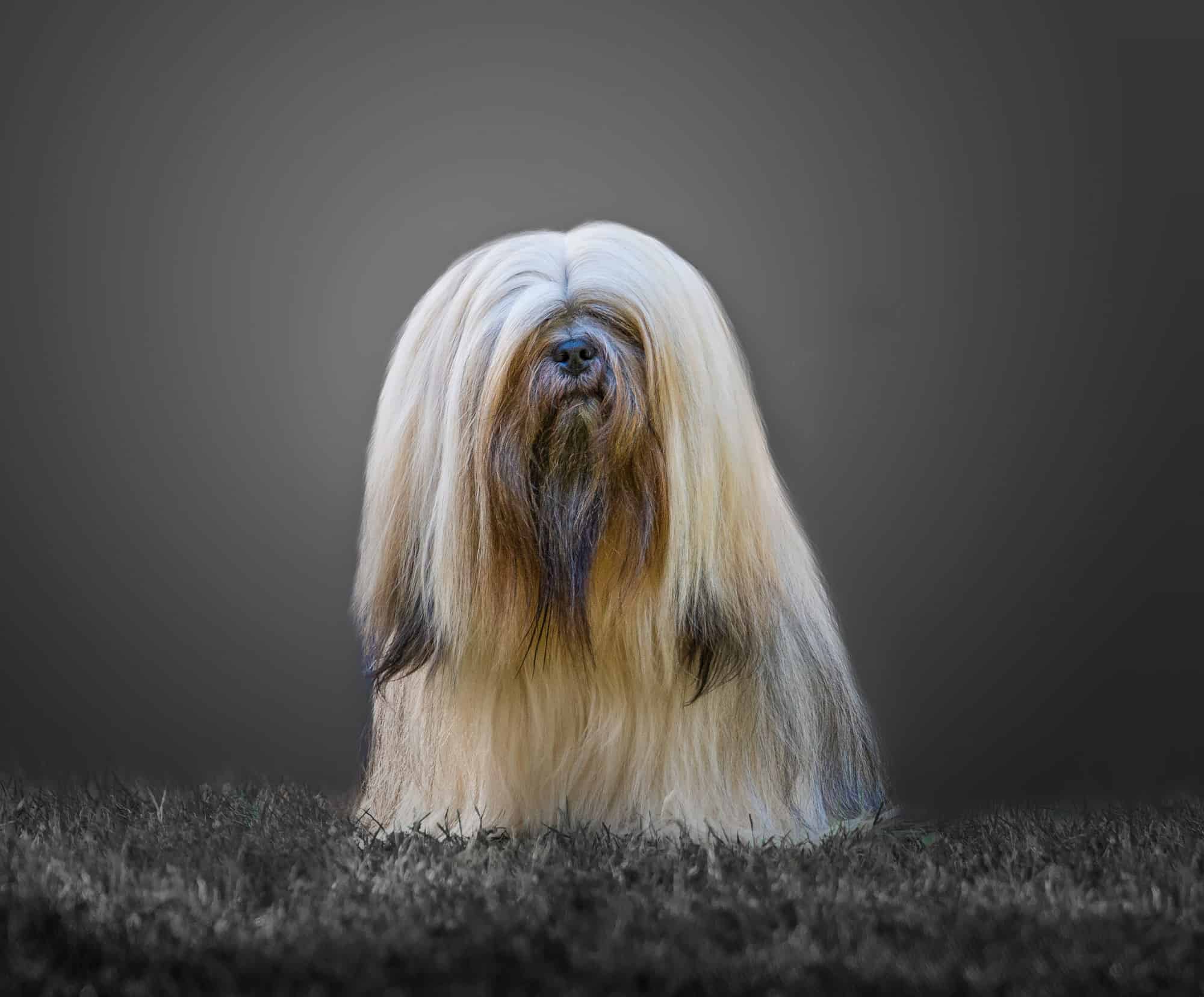 Cane, pelo lungo, Lhasa Apso, lungo, pelo di animale