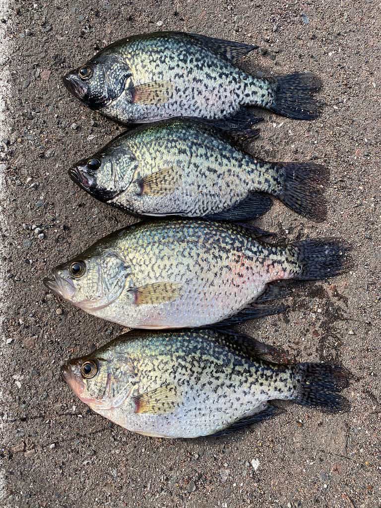 I crappie neri sono i pesci ricercati dai pescatori nel lago Carter.