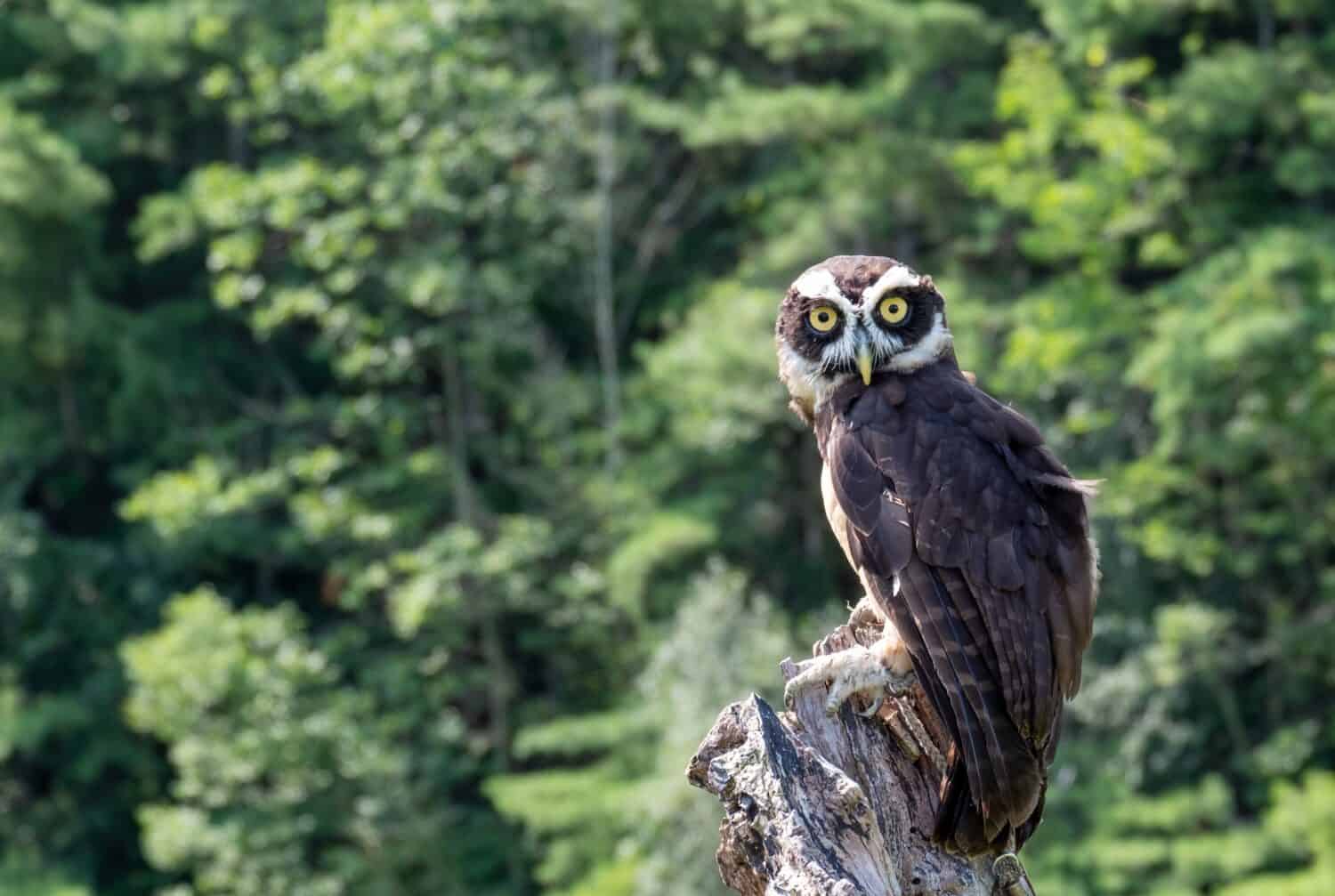 Un bellissimo gufo dagli occhiali appollaiato su un tronco nella foresta