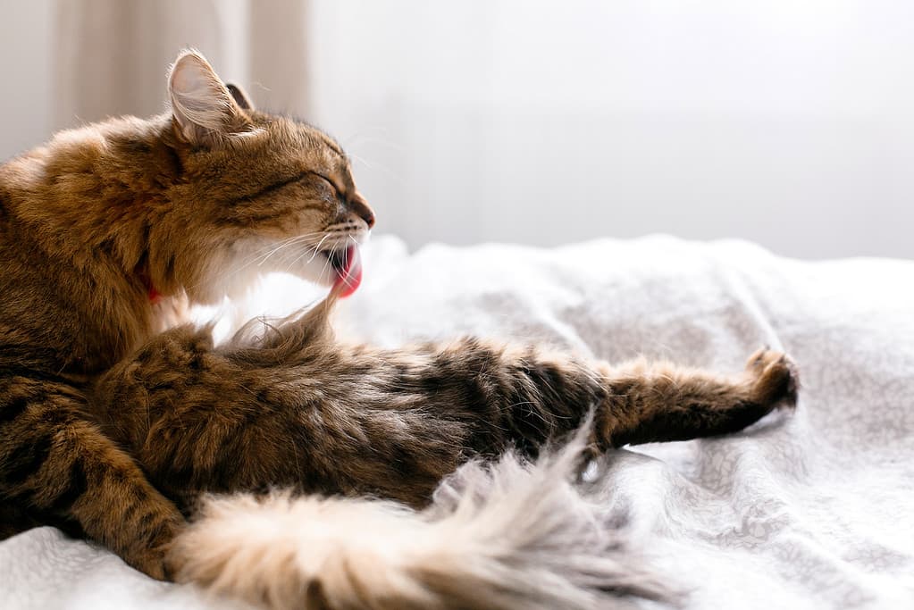 Gatto Maine Coon che si toeletta e si sdraia sul letto bianco in una stanza soleggiata, luminosa ed elegante.  Gatto carino con gli occhi verdi e con divertenti e adorabili emozioni che leccano e puliscono la pelliccia.  Spazio per il testo