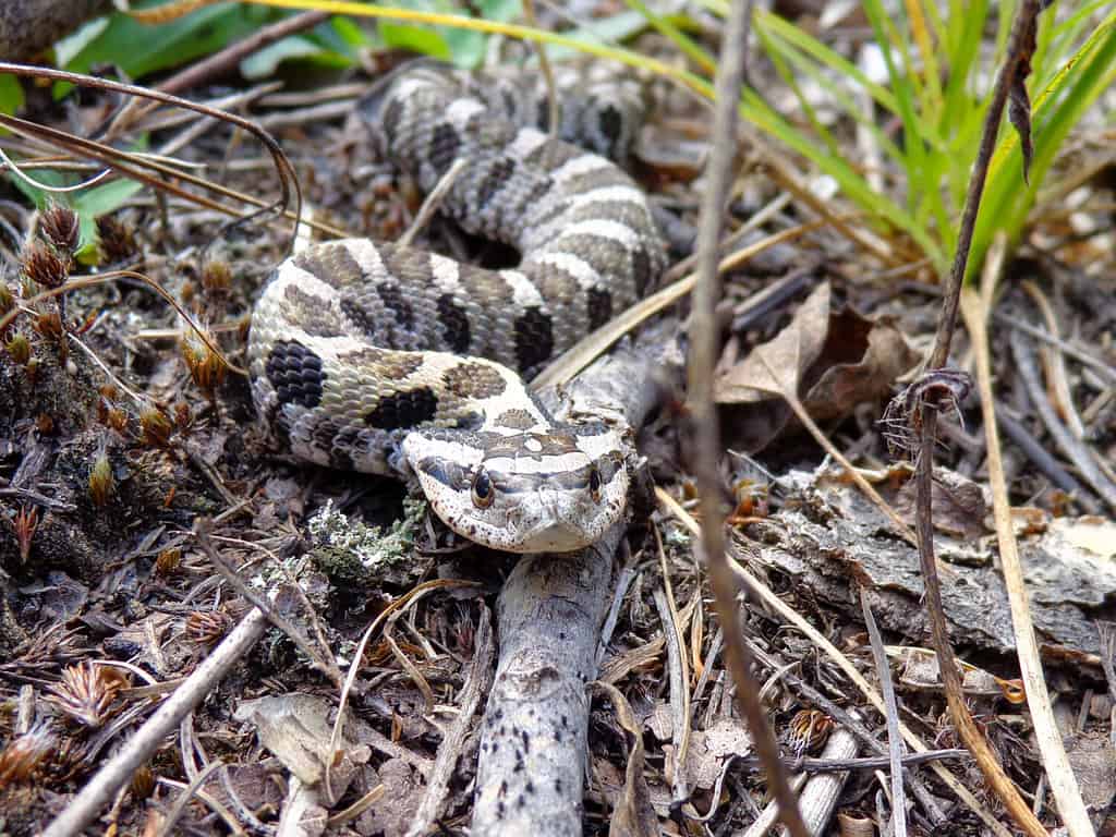 Serpente dal naso di maiale orientale Ontario Canada