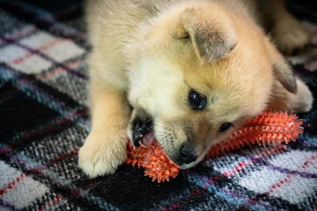Cucciolo Pomsky che gioca con il giocattolo da masticare
