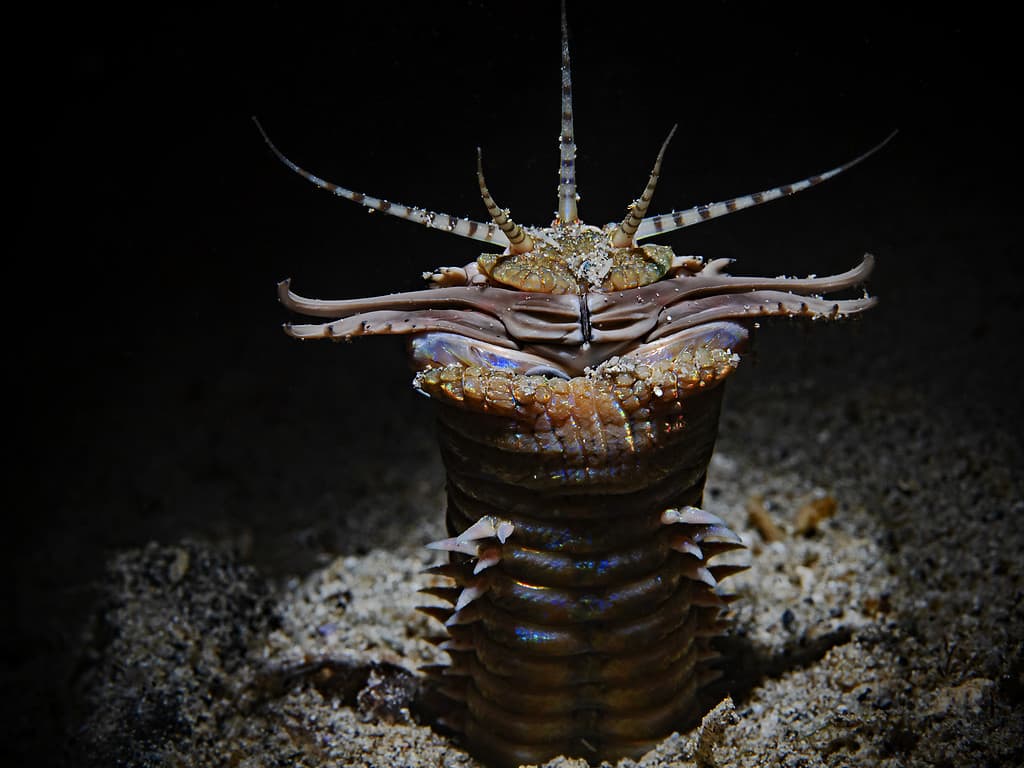 Verme Bobbit di notte (Eunice aphroditois)