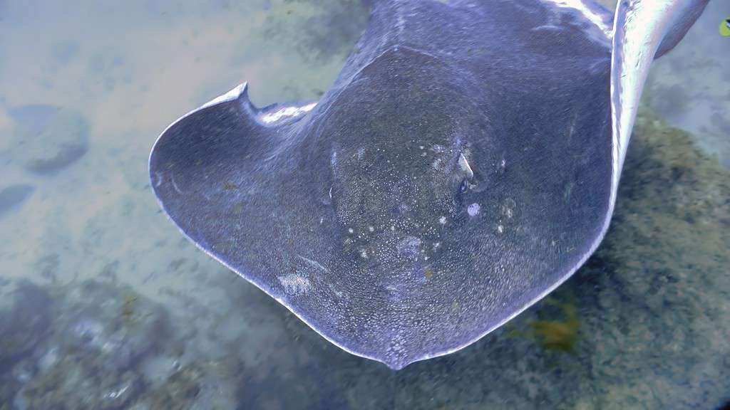 AtlanticStingray