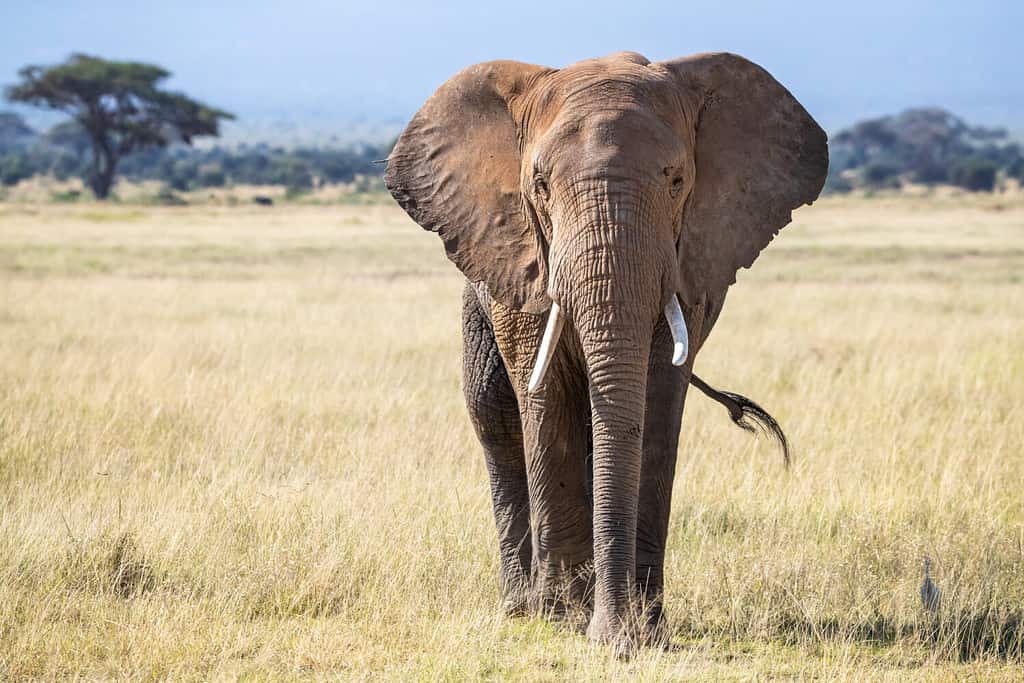 Elefante toro, loxodonta africana, nelle praterie del Parco Nazionale di Amboseli, Kenya.  Vista frontale.
