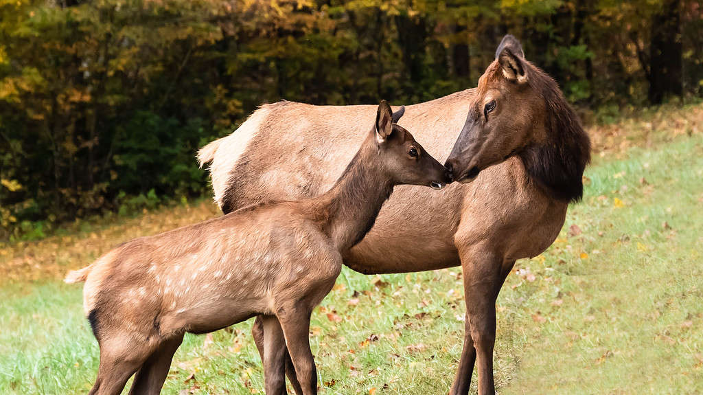 Madre e vitello alce pascolano tranquillamente in una bella mattina d'autunno
