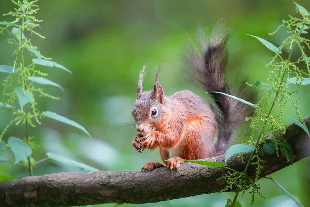Scoiattolo rosso che mangia su un ramo di un albero; animali che mangiano funghi