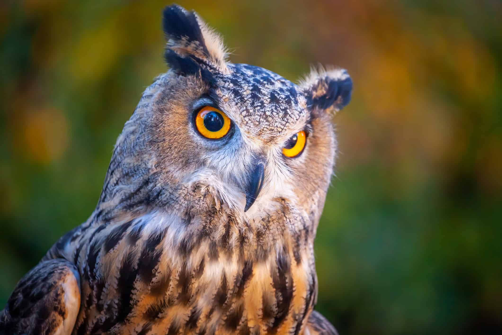 Bello e imponente, intelligente, grande gufo cornuto, uccello rapace