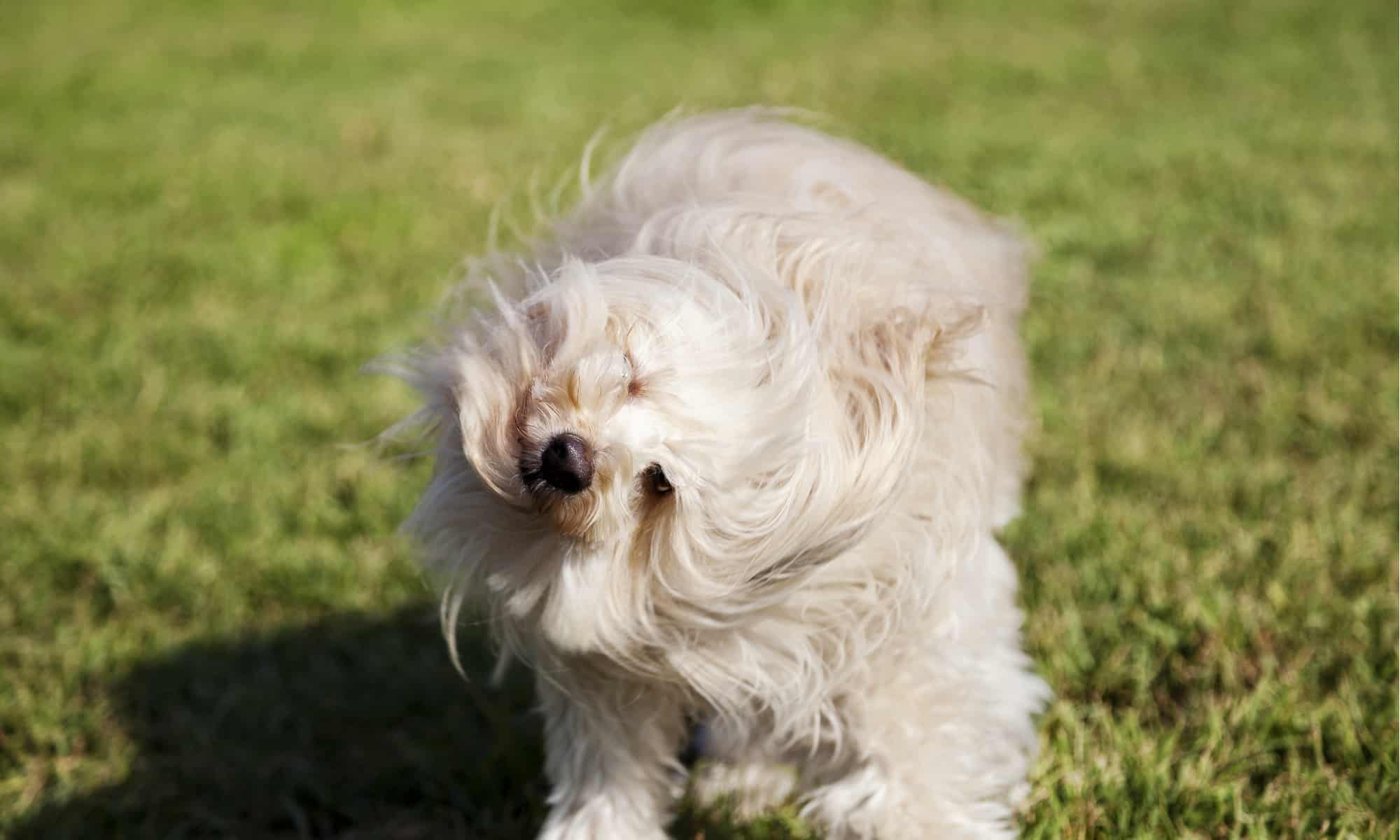 cane che scuote la testa