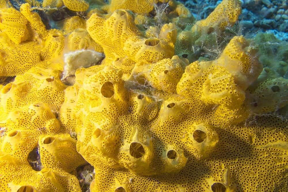 Barriera corallina con grande spugna di mare gialla sul fondo del mare tropicale su uno sfondo di acqua blu, sott'acqua