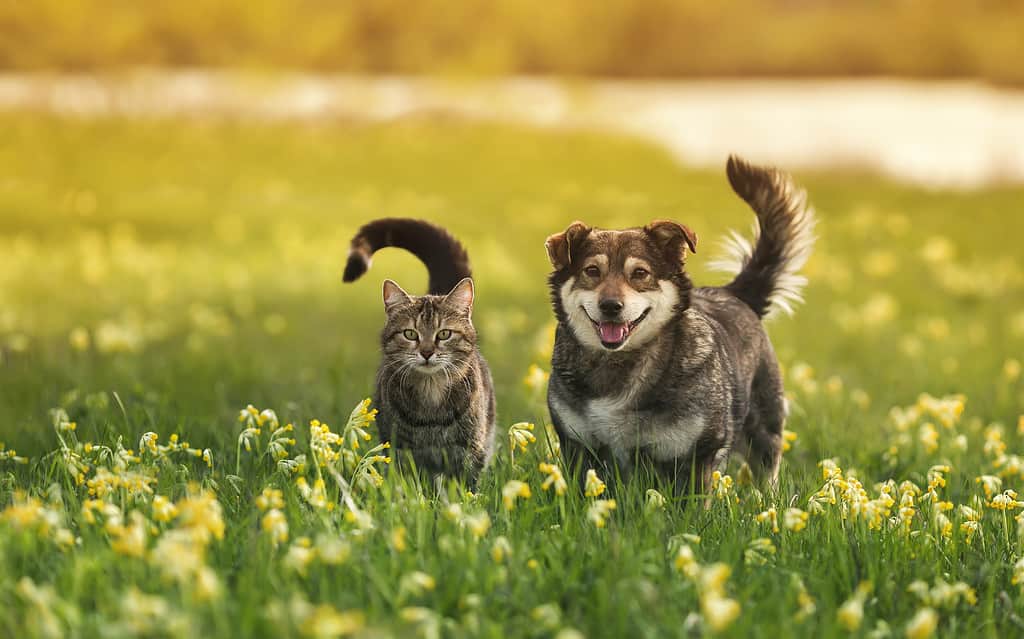 due simpatici amici pelosi, un gatto a strisce e un cane allegro, stanno camminando in un prato soleggiato primaverile