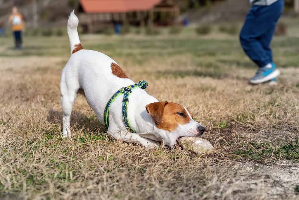Carino piccolo cane di razza giocosa di 1 anno, Jack Russel Terrier, che mastica e mangia sassi o rocce durante una passeggiata nel parco forestale di montagna all'aperto in una giornata di sole splendente. Divertente e attivo giovane animale domestico che gioca all'aperto.