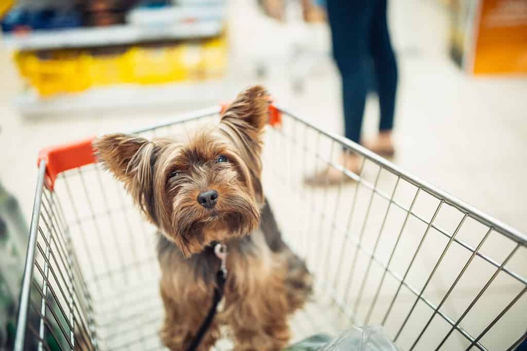 Piccolo cucciolo di cane carino seduto in un carrello della spesa su sfondo sfocato del centro commerciale con le persone.  macro di messa a fuoco selettiva con vista dall'alto DOF poco profondo