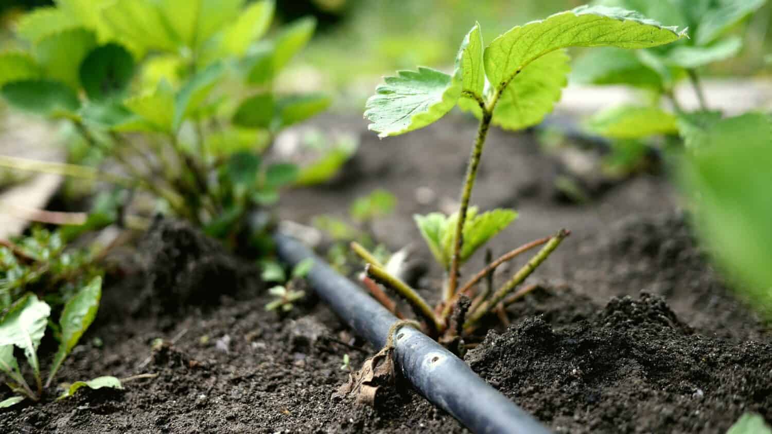Foto di un tubo nero con due fori per l'irrigazione steso a terra sotto una pianta di fragole. Sistema di irrigazione a goccia in un giardino.