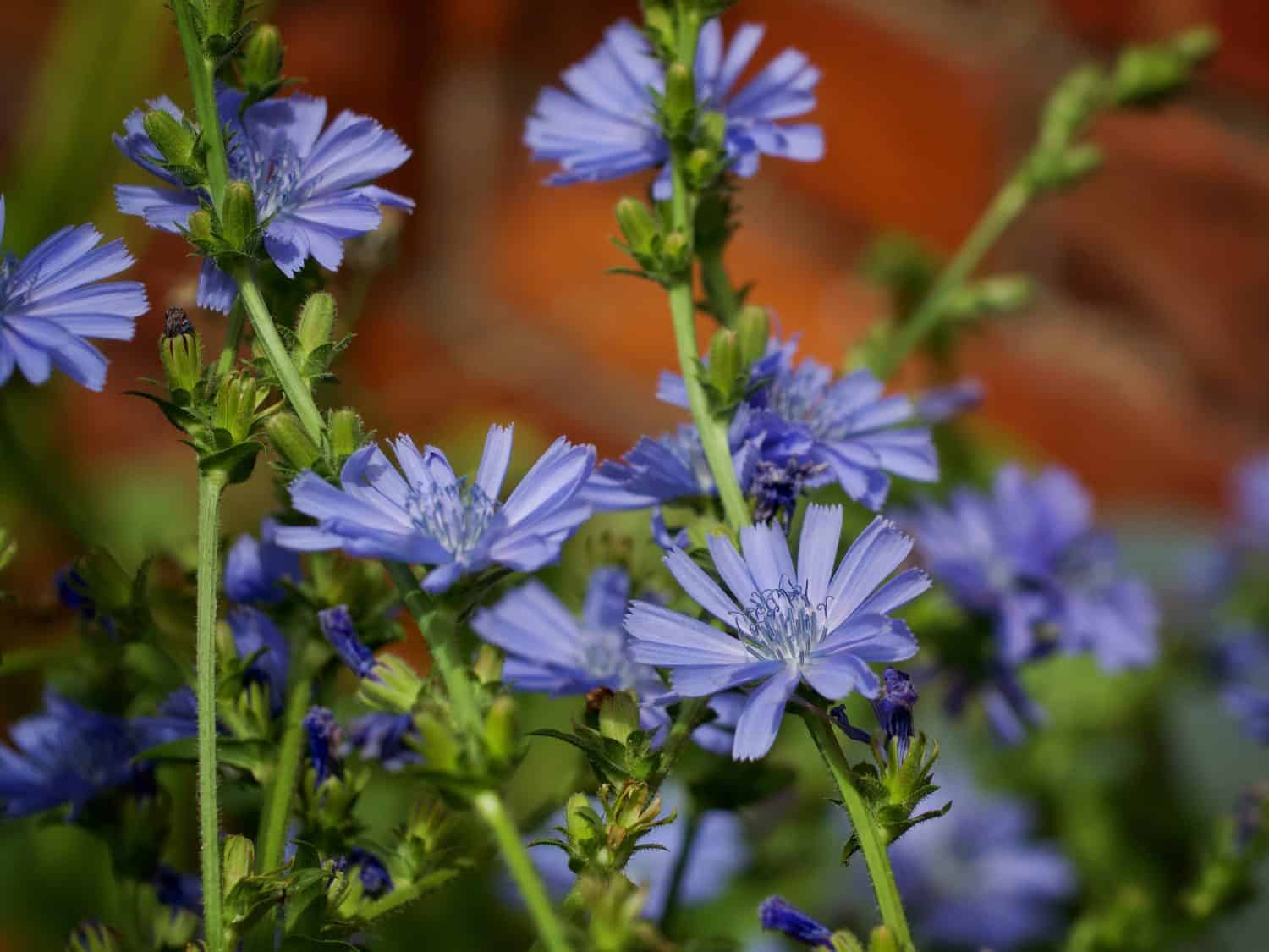 Blu a fiori di cicoria in estate