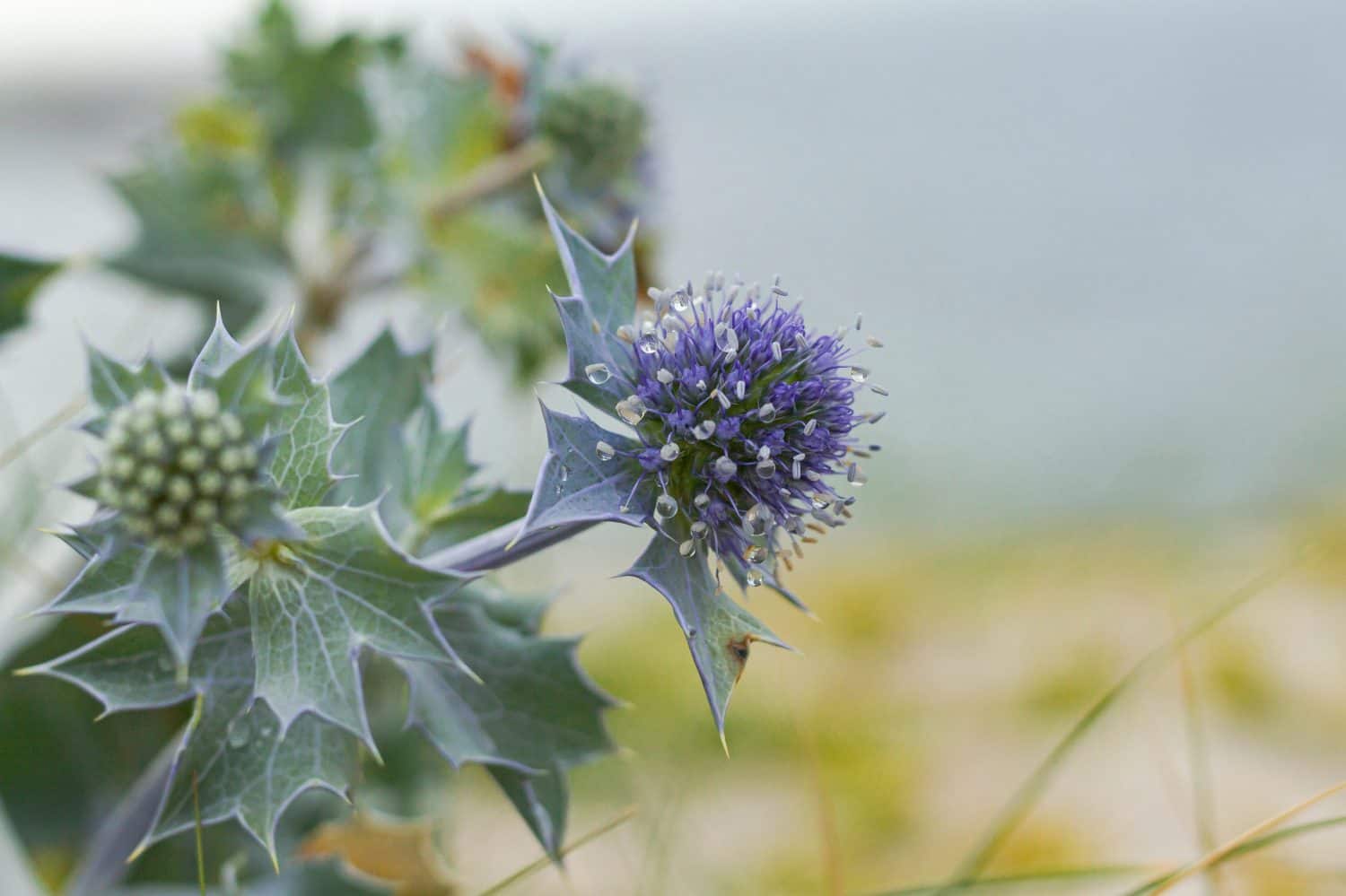 Fiore dell'eryngium maritimum con gocce di rugiada.