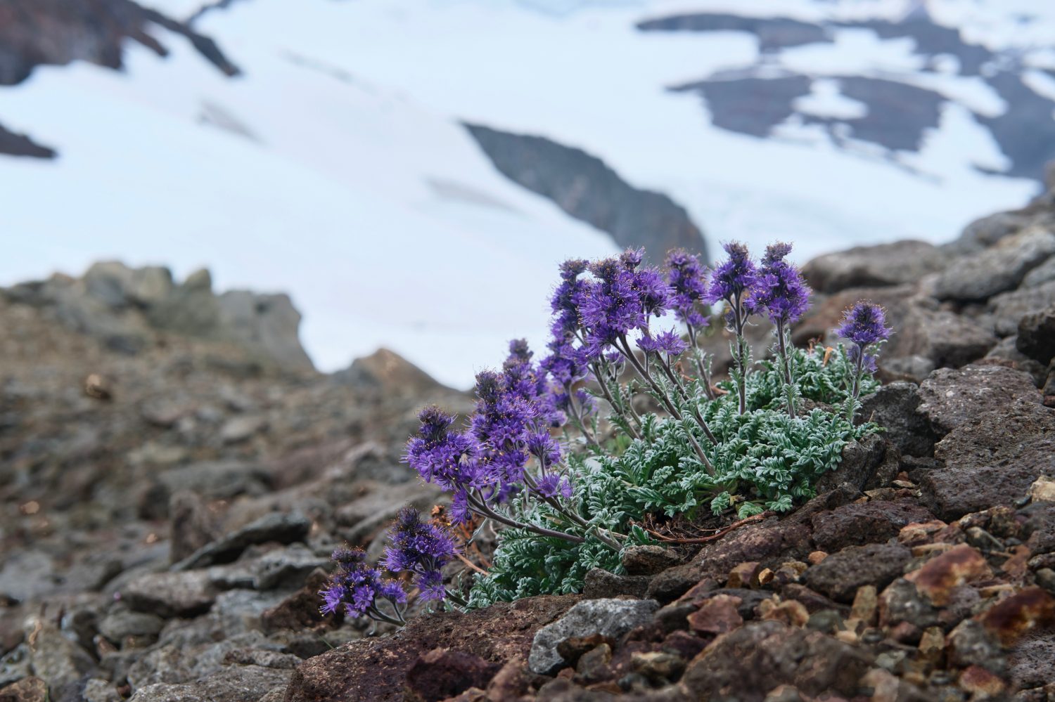 Kittentails della montagna in montagne contro il ghiacciaio nel parco nazionale delle Cascade del Nord. Seattle. Washington. Stati Uniti d'America
