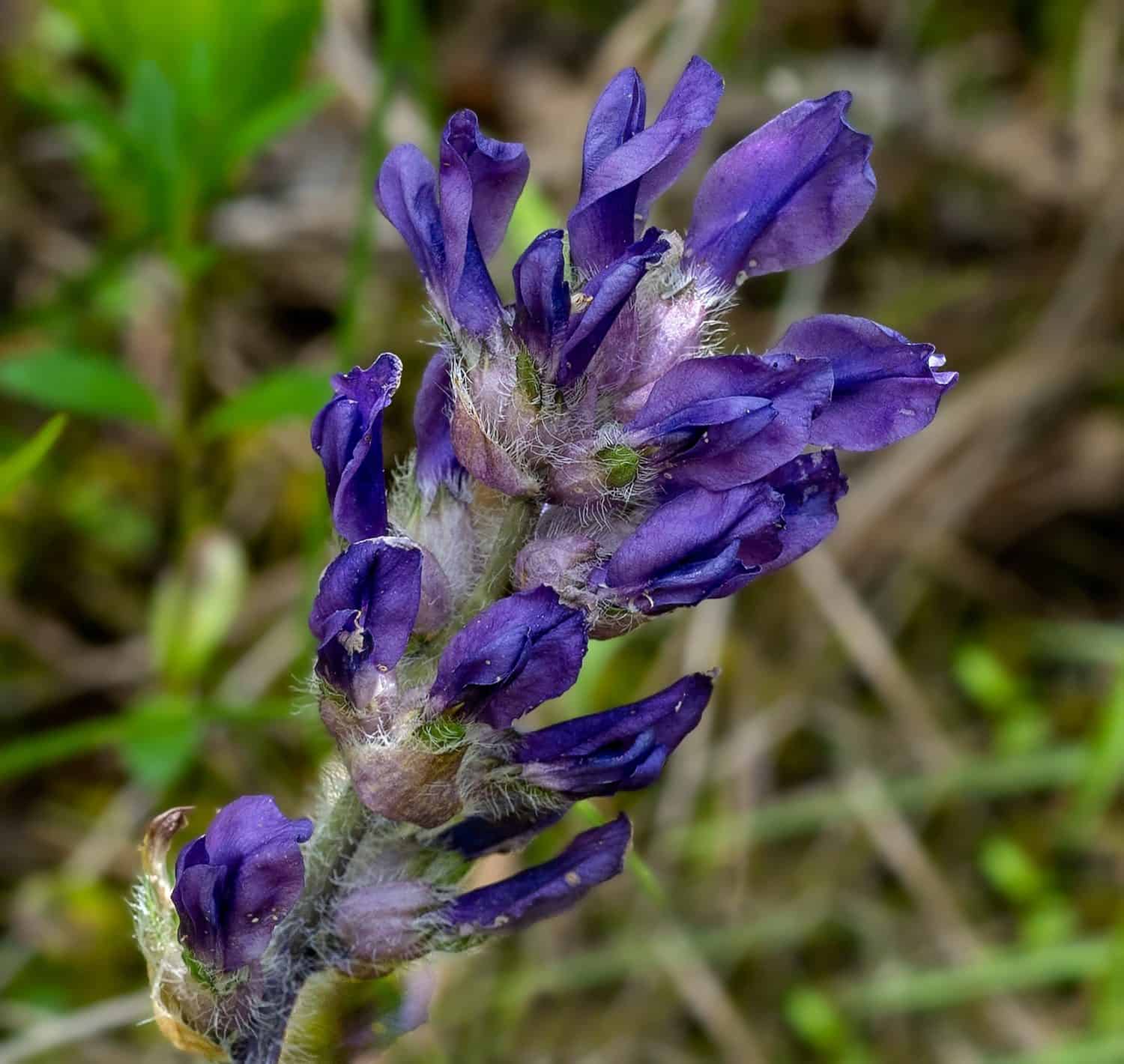 Una foto macro del picco di fiori di Nashville Breadroot, Pediomelum subacaule, nelle radure di cedro del Tennessee centrale. Questo fiore selvatico è endemico delle radure calcaree. I fiori sono di un viola scuro
