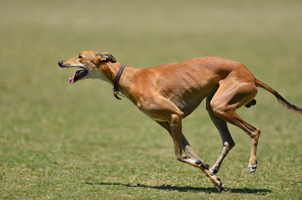 levriero che corre su un campo