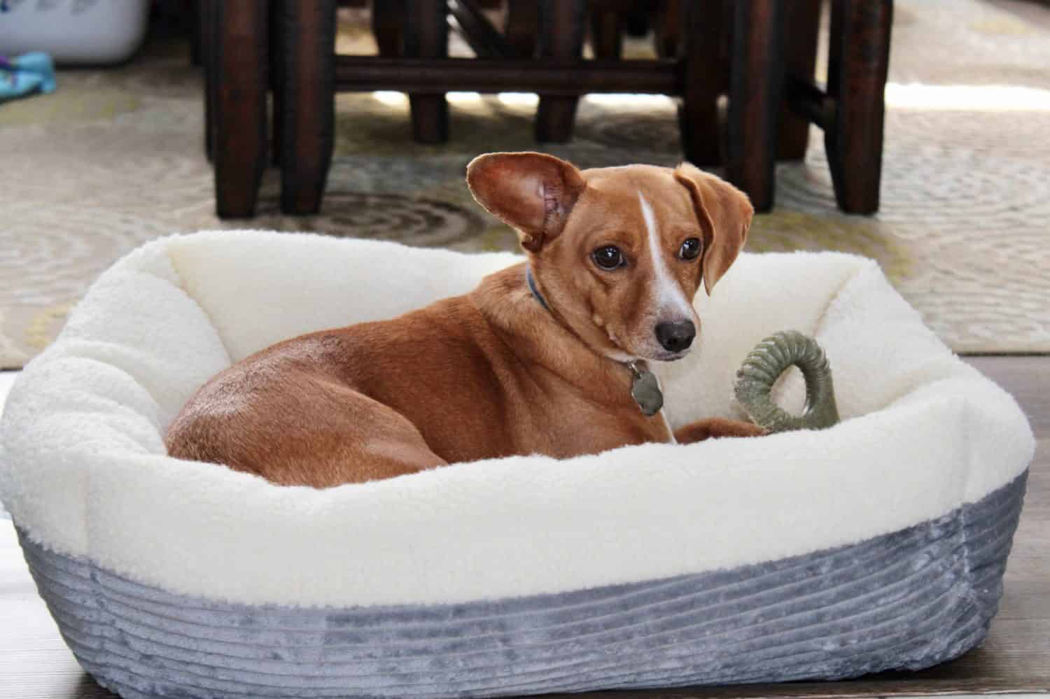 Un giovane Chiweenie, un mix di razze di cani Chihuahua e bassotto, sdraiato su un letto grigio all'interno di una casa di periferia. L'adorabile cucciolo sta riposando, ma è vigile con un orecchio in piedi.