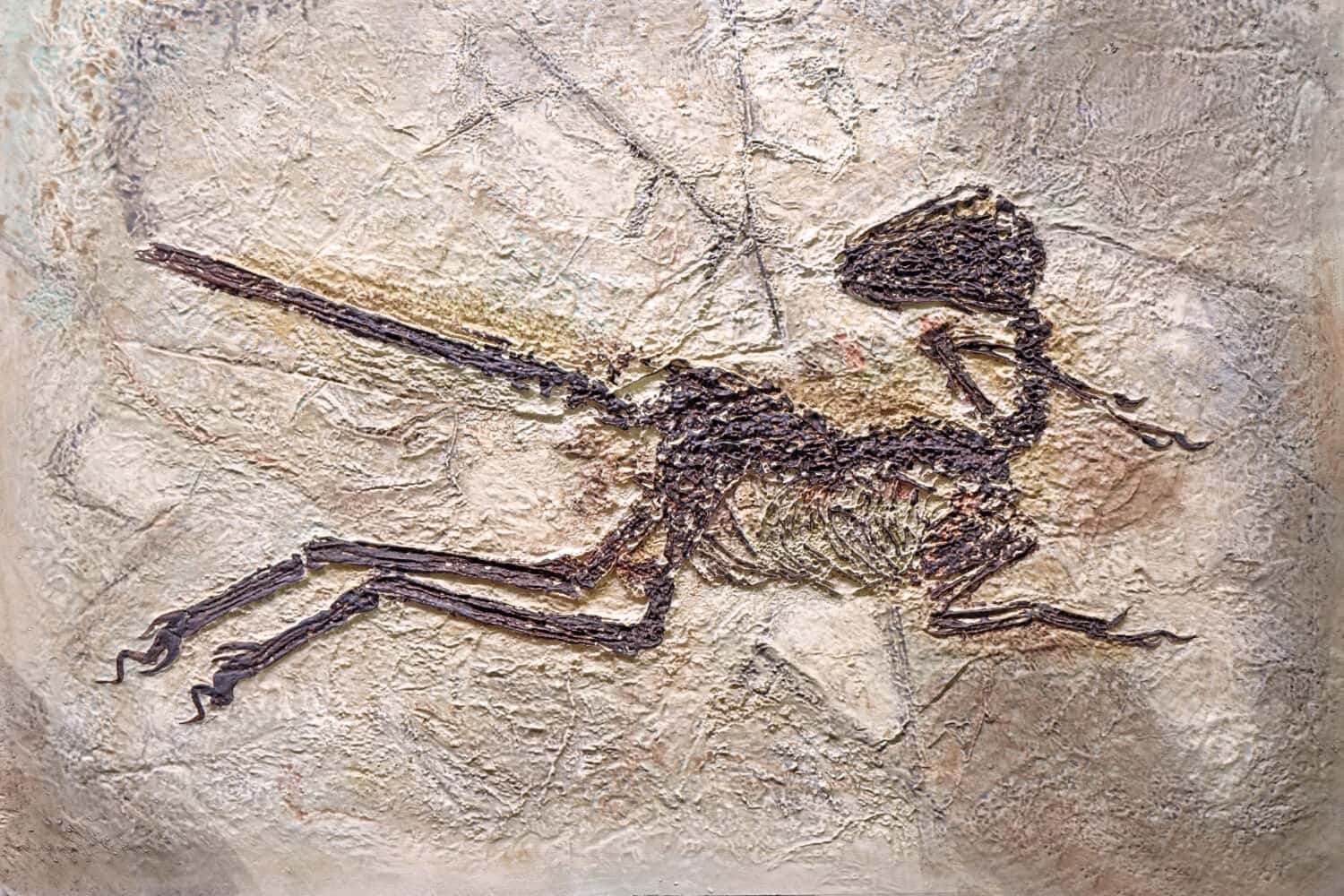 Fossili di dinosauro: Zhenyuanlong suni, Liaoning, Yixian Cina. Prima dimostrazione della morfologia delle piume nel dromaeosauride dalle braccia corte, il più grande dinosauro non aviario con ali complesse. Messa a fuoco selettiva