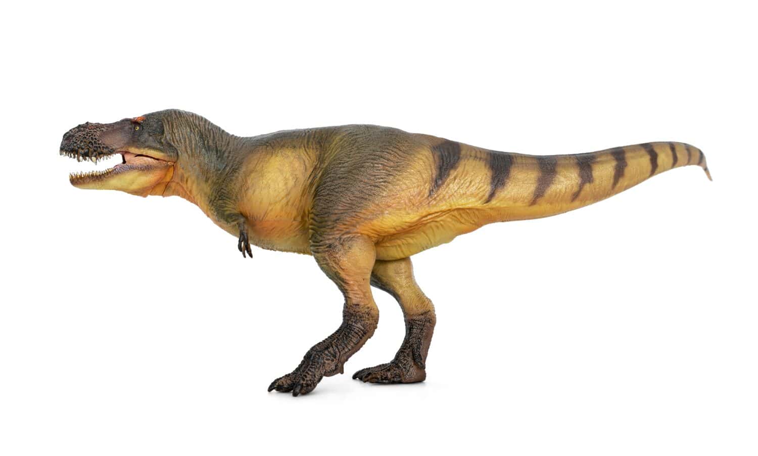 Zhuchengtyrannus È un dinosauro teropode del tardo Cretaceo appartenente alla famiglia dei Tyrannosauridae. isolato su sfondo bianco.