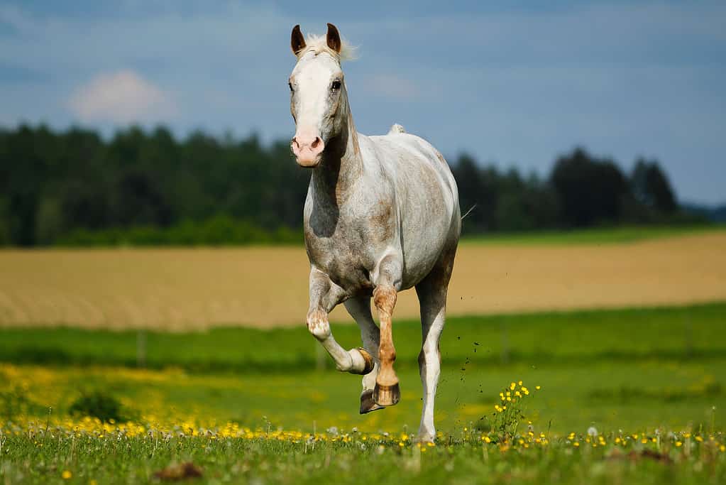 Appaloosa, cavallo