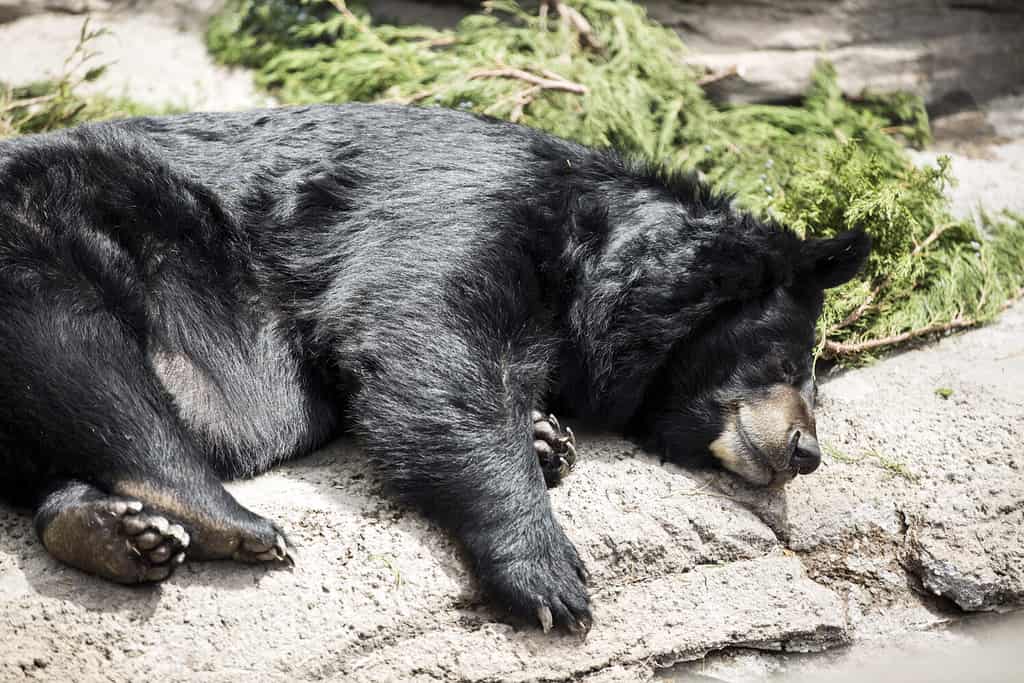 Orso nero che fa un pisolino sulla roccia