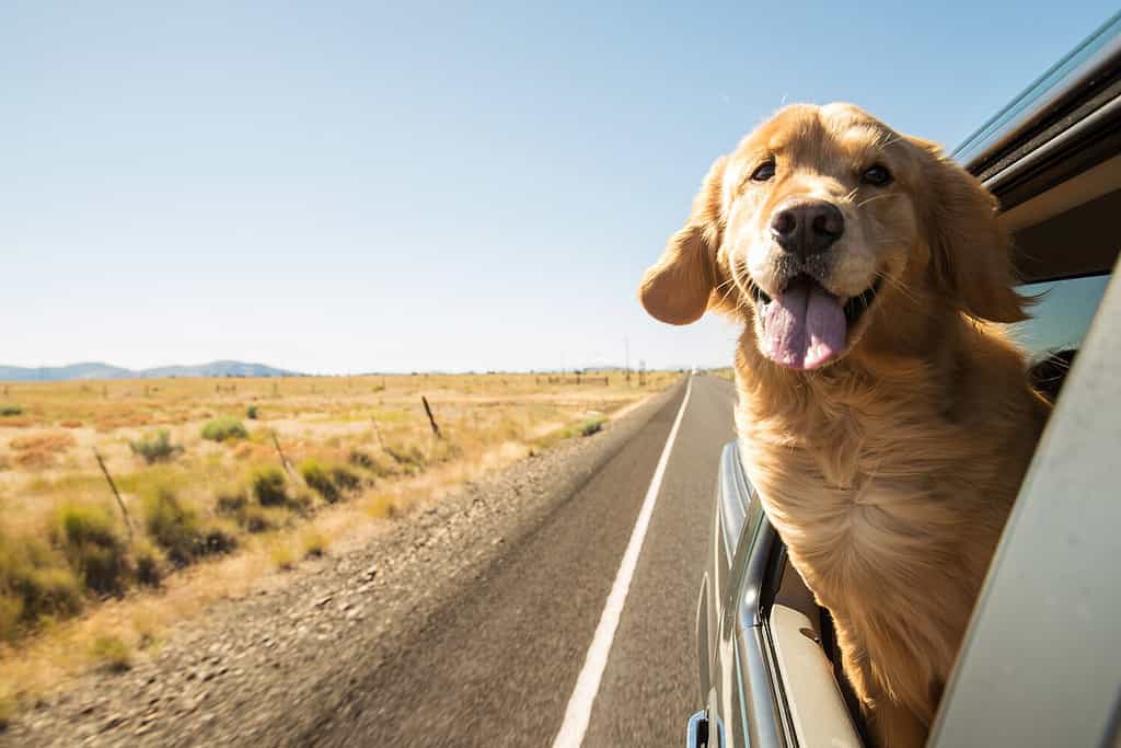 Golden Retriever Cane in viaggio