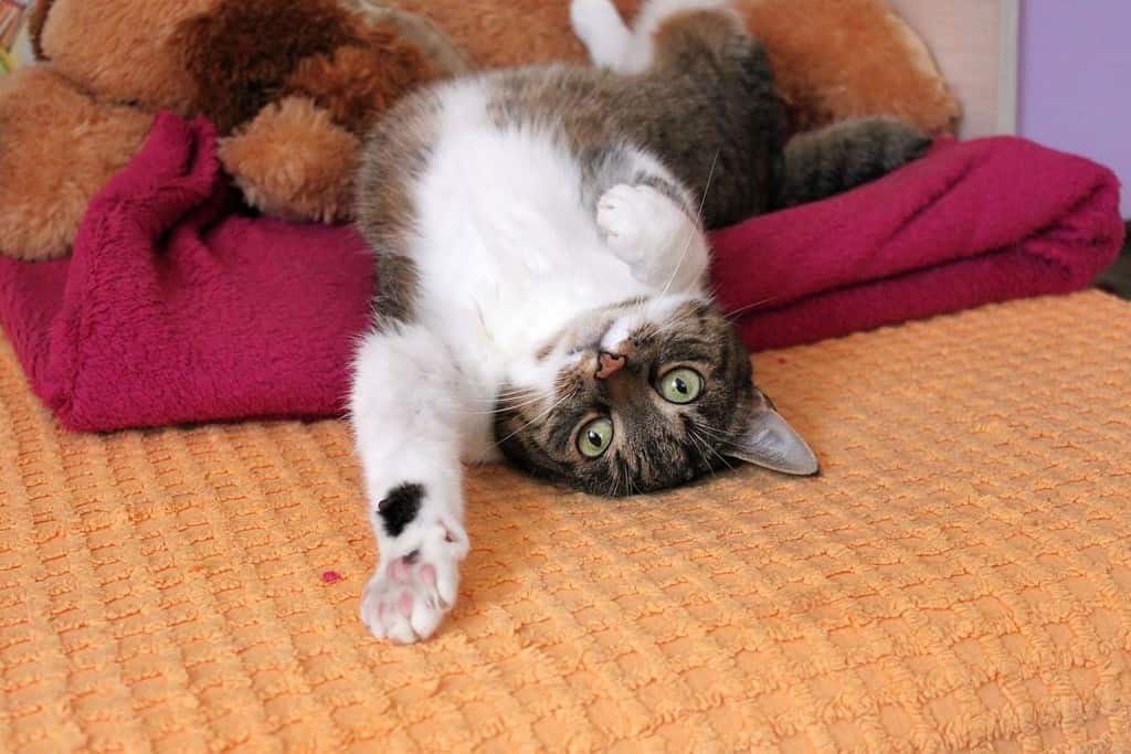 Un buffo gatto colorato si distende sul letto. Sullo sfondo ci sono coperte colorate e un grande peluche. Il gatto ha dei bellissimi occhi gialli.