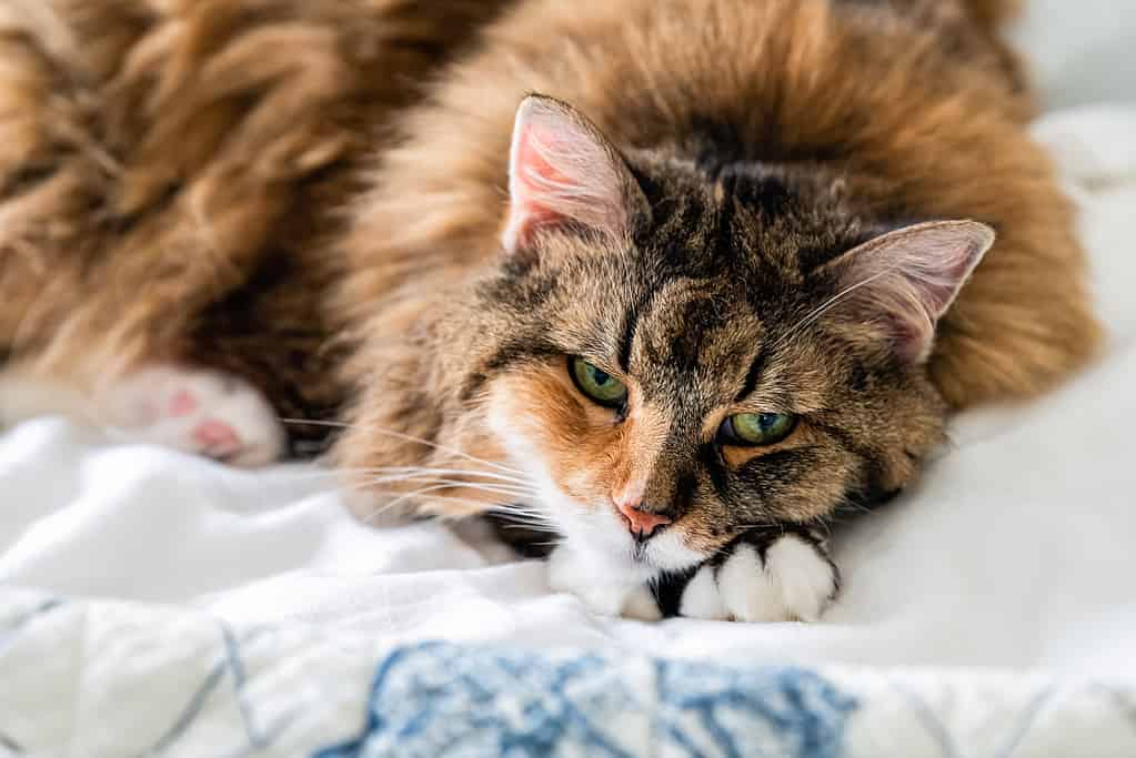Ritratto ravvicinato del volto di un triste e assonnato gatto calico maine coon sdraiato sul letto in camera da letto che guarda in basso annoiato dalla depressione