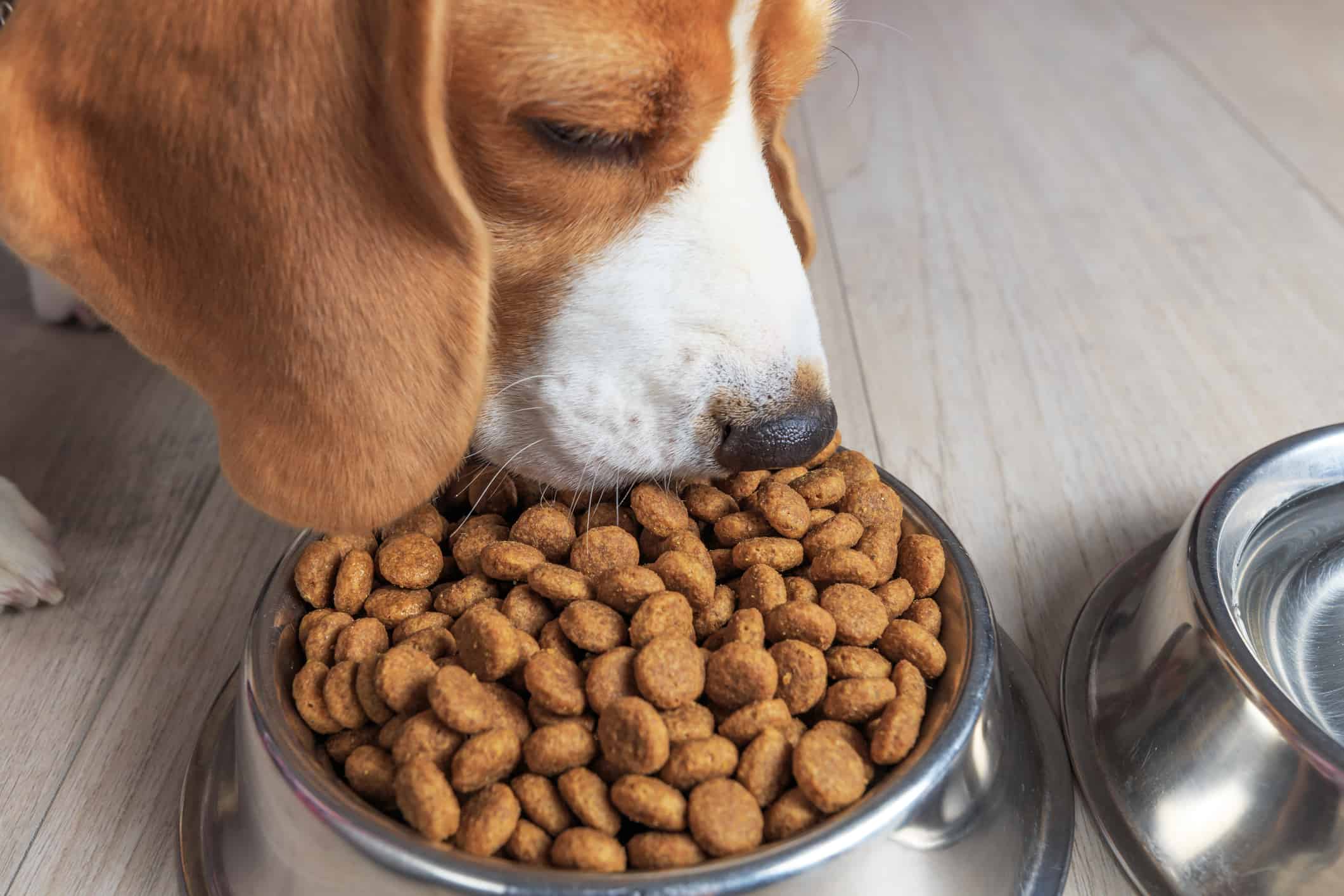 Tema dell'alimentazione del cane