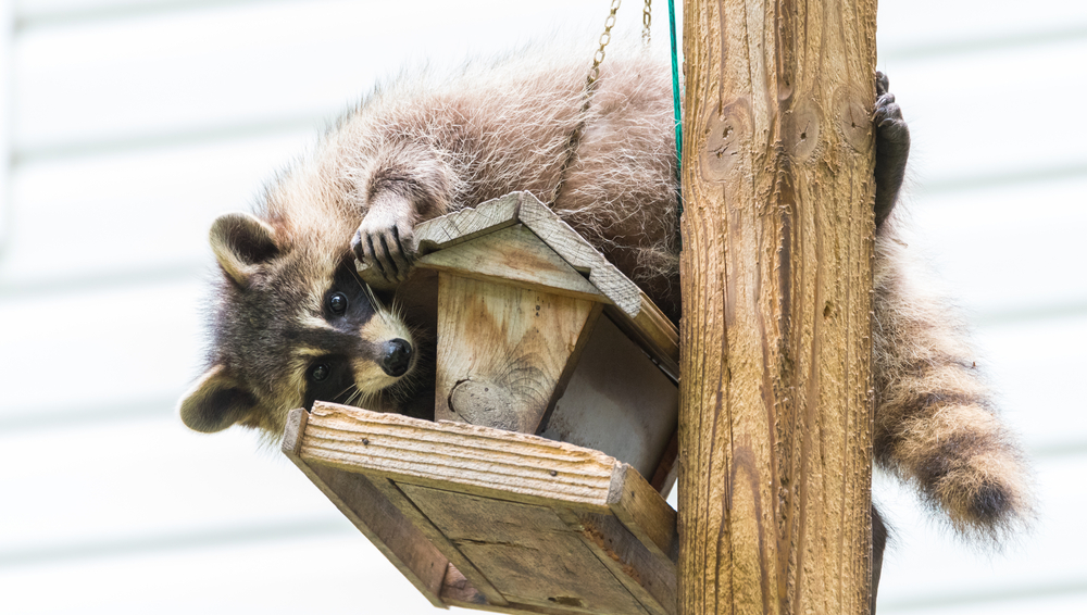 Procione (Procione lotor) su una mangiatoia per uccelli, Ontario orientale. Il mammifero mascherato cerca e trova un pasto facile. Amanti degli animali amichevoli che aiutano le creature del bosco.