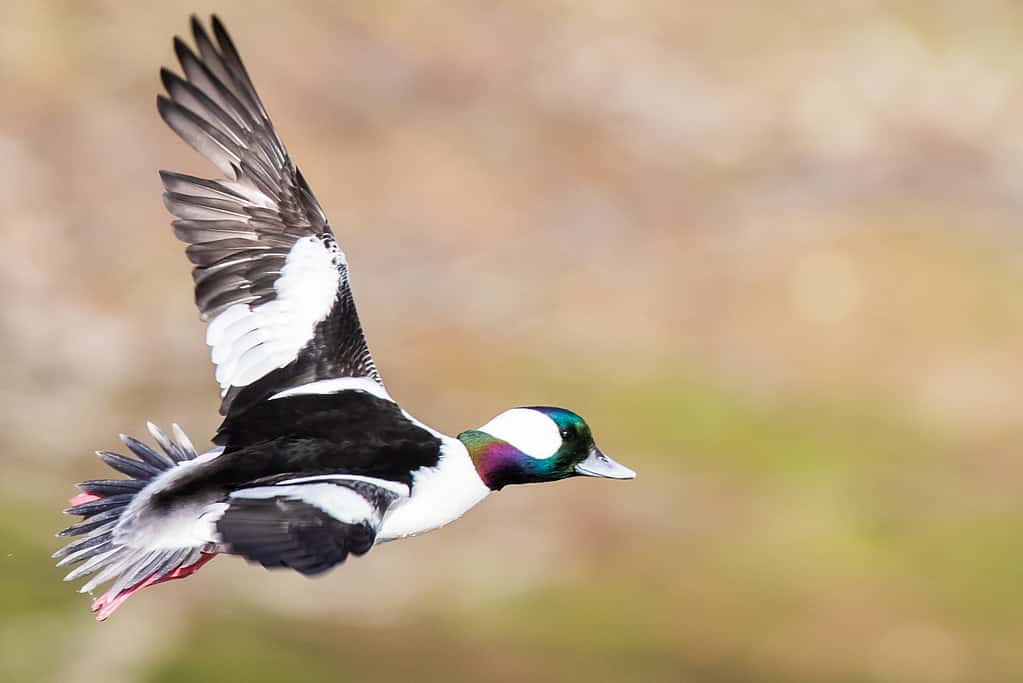 Drake Bufflehead naviga sopra uno stagno nella foresta nella luce del mattino
