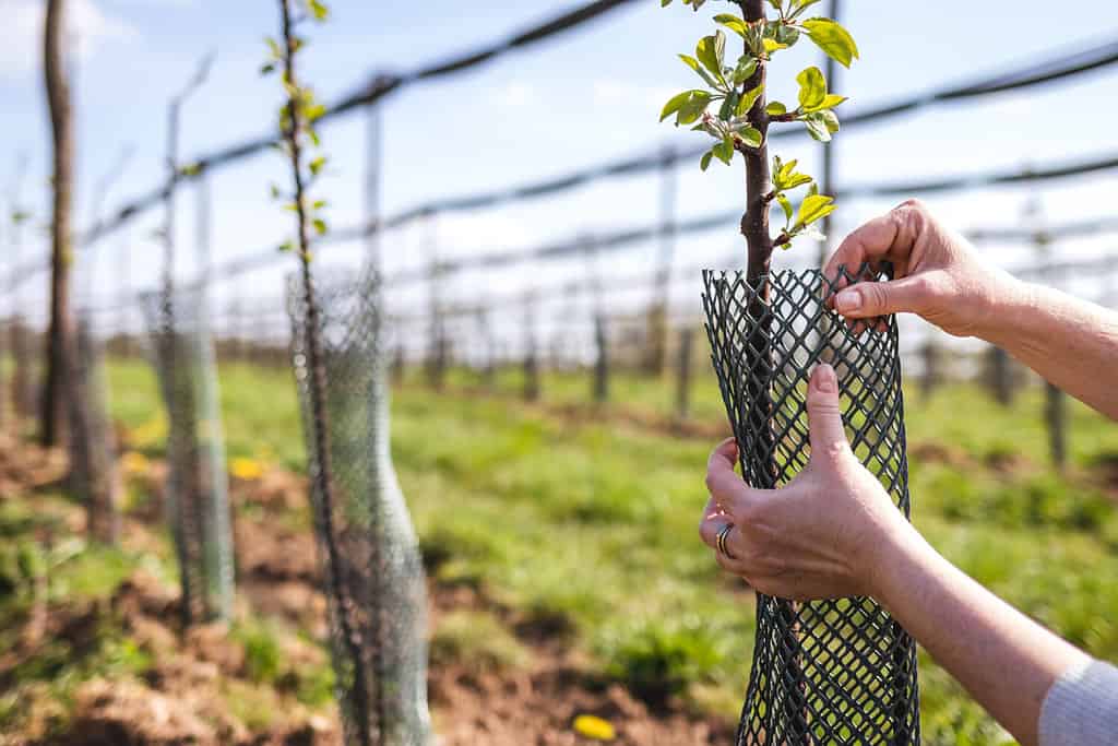 L'agricoltore sta avvolgendo la rete di plastica protettiva sull'alberello di frutta nel frutteto. Giardinaggio e attività agricola in primavera. Melo in azienda agricola biologica